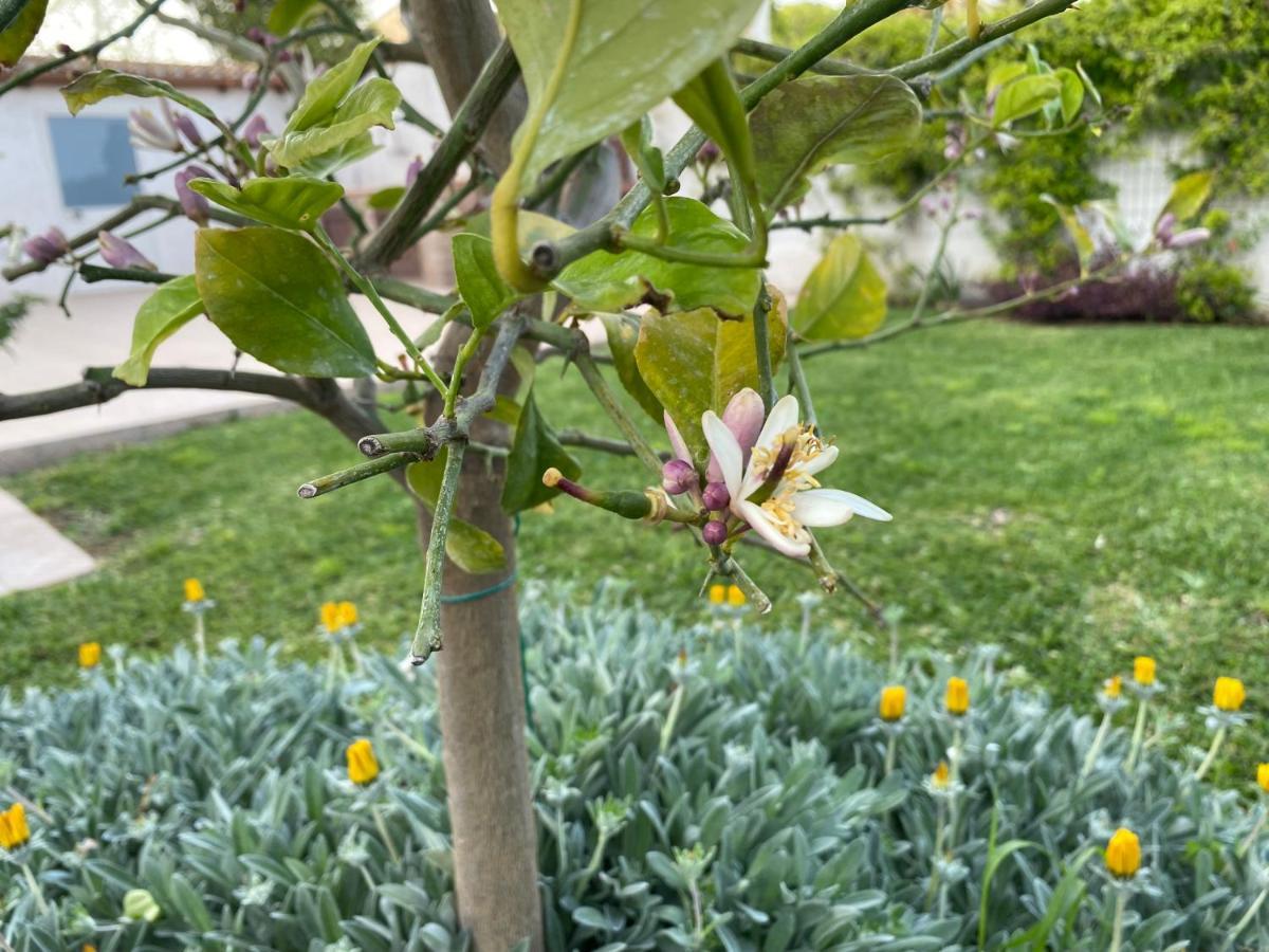 Villa Alba Con Giardino Fontane Bianche Exterior foto